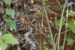 Ceropegia candelabrum var. candelabrum
